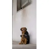 Diego & Louna Giacca Per Cani Nylon Teddy