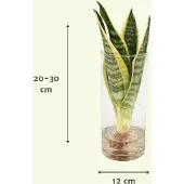 MEERGroothandel Sanseviera in vetro cilindrico - 30Cm - Ø12