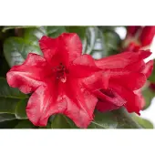 Pflanzen für Dich Rhododendron repens 'Baden-Baden', marcio, 15-20 cm
