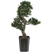 Europalms Bonsai Podocarpus, pianta artificiale, 80cm (82600116)
