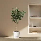 OEM Ficus Benghalensis Boom - 200 cm - Ø50