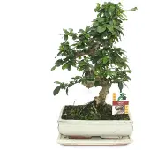 Exotenherz Bonsai Fukientee - Carmona microphylla - circa 10 anni