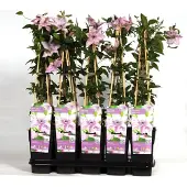 Blumen-Senf Clematide Hagley Hybrid 60-80 cm pianta rampicante