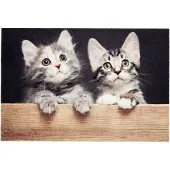 Tarres Zerbino 68702 Cats 60 X 40 Cm