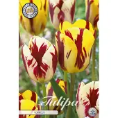 Sam van Schooten Tulipano Vermeer (10 pezzi) | Bulbi di tulipano di
