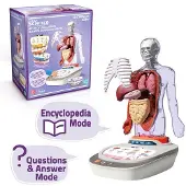 Canal Toys Vozpedia Del Corpo Umano