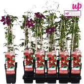 Hoogeveen Plants BV Clematis Niobe 60-80 cm pianta rampicante