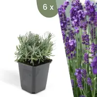 Frank GmbH Plants by Frank | 6 piante di lavanda | Lavandula Angustifolia 'Hidcote' | Lavanda vera | Tappezzante | Piante da giardino