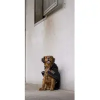 Diego & Louna Giacca Per Cani Nylon Teddy