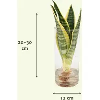 MEERGroothandel Sanseviera in vetro cilindrico - 30Cm - Ø12