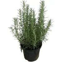 Brandless Rosmarinus officinalis - Rosmarino 25-30 cm - Vaso