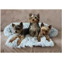 Merco Letto per cani Petsofa grigio chiaro, XS