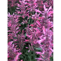 Brandless 6 x Agastache mexicana 'Red Fortune' - pianta di liquirizia in vaso 9x9 cm