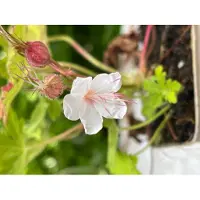 GRDplanten 6 x Geranium macr. 'Spessart' - Cranesbill in - vaso 9x9 cm