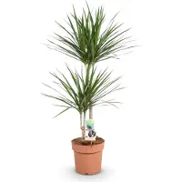 Oasis of Life Dracaena Marginata - Albero del drago - 21cm - Altezza 90-100cm - Pianta da