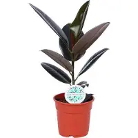 Oasis of Life Ficus elastica «Abidjan», pianta da appartamento, Ø17cm, altezza 55cm, facile