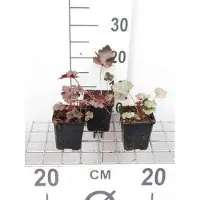 GRDplanten 6 x Heuchera hybr. 'Black Beauty' - campanula viola - vaso 9 x 9 cm