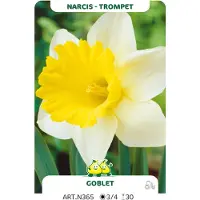 GRDplanten 100 x Narciso trombetta 'Calice' - Blumenzwiebel