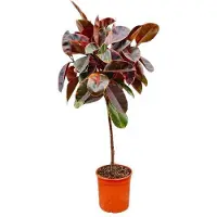 Oasis of Life Ficus elastica "Belize" - pianta da appartamento Ø24cm Ø130cm - pianta verde di