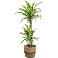 Oasis of Life Dracaena Deremensis White Stripe con cesto in vimini - Altezza 90-110cm - Ø21cm