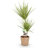 Oasis of Life Dracaena Sunray - 70-75cm - 17cm con cesto - Dracaena facile da curare