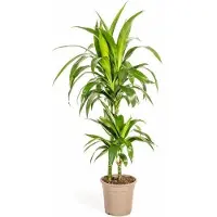 Oasis of Life Dracaena Deremensis Lisa - Albero del drago Ø19cm, 70-90cm - Elegante pianta da