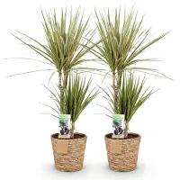 Oasis of Life Dracaena Sunray - Due dracaene di facile manutenzione in un cesto decorativo