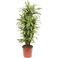 Oasis of Life Dracaena Lemon Lime - Altezza 150cm - Ø30cm - Pianta da appartamento di grande