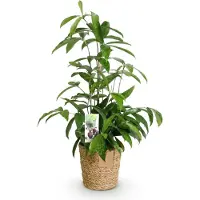 Oasis of Life Dracaena surculosa 60-70cm, 17cm con vaso, fogliame variegato, elegante