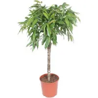 Oasis of Life Ficus a foglia stretta Ficus binnendijkii Amstel King Pianta da appartamento
