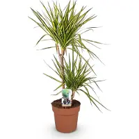 Oasis of Life Dracaena Sunray - 90-100cm - 21cm - Dracaena di facile manutenzione nei toni