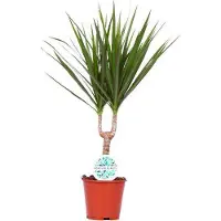 Oasis of Life Dracaena Marginata, pianta da appartamento, Ø14cm, altezza 55cm, facile da