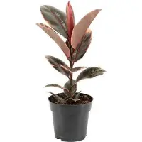 Oasis of Life Albero della gomma - Ficus Elastica Belize - Ø17cm - Ø55cm - Elegante pianta da