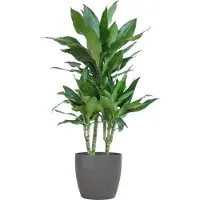 Oasis of Life Dracaena Janet Lind 95cm - Dracaena da interno Ø21cm - pianta verde di facile