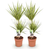 Oasis of Life Dracaena Sunray - Dracaena - 2 piante - 70-75cm - 17cm - Verde - Variegata di