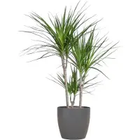 Oasis of Life Dracaena Marginata 95cm, vaso Ø21cm + vaso di design, facile da curare fiori