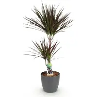 Oasis of Life Dracaena Magenta (albero del sangue di drago) con vaso grigio Ø21cm, altezza