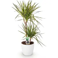 Oasis of Life Pianta Dracaena Sunray con vaso bianco Ø21cm, altezza circa 90-100cm. Dracaena