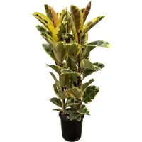 Oasis of Life Ficus Elastica 'Tineke' - Albero della gomma - Pianta da appartamento - Ø28cm