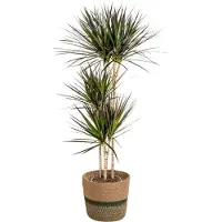 Oasis of Life Dracaena Marginata Magenta con cesto in vimini - Altezza 130-150cm - Ø24cm