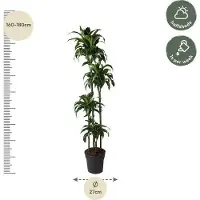 Oasis of Life Dracaena Dorado 170cm - Ø27cm - Pianta da appartamento con foglie verde-oro
