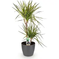 Oasis of Life Pianta Dracaena Sunray con vaso grigio Ø21cm, altezza circa 90-100cm. Dracaena