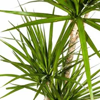 Oasis of Life Dracaena Marginata Green - Dracaena - Pianta da appartamento Ø21cm Ø110-130cm