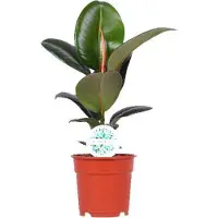 Oasis of Life Ficus elastica 'Robusta', pianta da appartamento, Ø17cm, altezza 55cm, facile