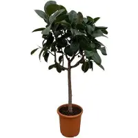 Oasis of Life Ficus elastica 'Robusta', pianta da appartamento Ø40cm Ø170cm - acquista questa