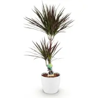 Oasis of Life Dracaena Magenta (albero del sangue di drago) in vaso bianco Ø21cm, altezza