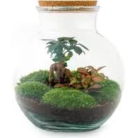 Oasis of Life Kit fai da te "Flaschengarten" Teddy Bonsai - Terrario Ø25cm x H26,5cm