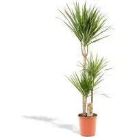 Oasis of Life Dracaena Marginata, pianta da appartamento, Ø21cm x 120cm, pianta tropicale
