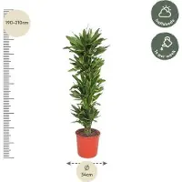 Oasis of Life Dracaena Golden Coast - 200cm di altezza - Ø34cm - Elegante pianta da