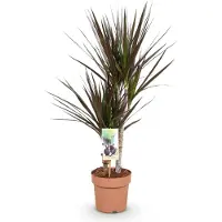 Oasis of Life Dracaena Magenta - Albero del sangue di drago - 17cm - Altezza 70-80cm - Pianta